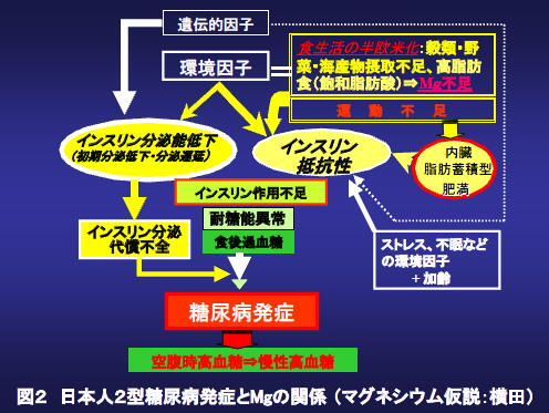 日本人２型糖尿病発症とマグネシウムの関係